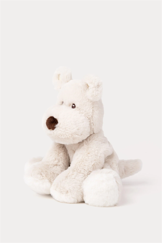 Hund Teddy