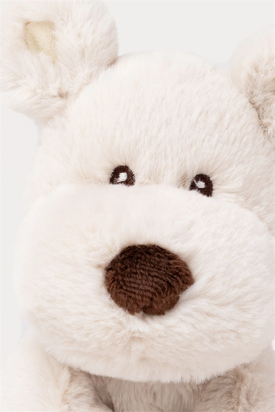 Hund Teddy